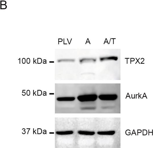 Fig.5.B showing Western Blotting from the publication: AurkA nuclear localization is promoted by TPX2 and counteracted by protein degradation.