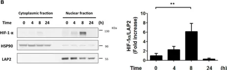 Fig.1.B showing Western Blotting from the publication: Helicobacter pylori Induced Phosphatidylinositol-3-OH Kinase/mTOR Activation Increases Hypoxia Inducible Factor-1α to Promote Loss of Cyclin D1 and G0/G1 Cell Cycle Arrest in Human Gastric Cells.
