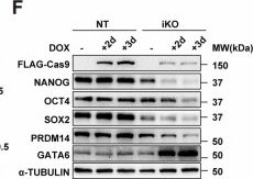 Fig.1.F showing Western Blotting from the publication: NANOG governs cell metabolism and redox homeostasis in human naïve embryonic stem cells.
