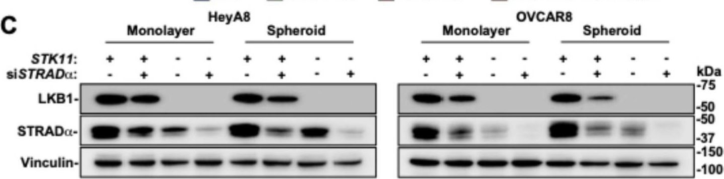 Fig.5.C showing Western Blotting in a Homo sapiens (Human) sample from the publication: LKB1 and STRADα Promote Epithelial Ovarian Cancer Spheroid Cell Invasion.