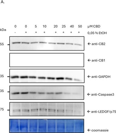 Fig.1.A showing Western Blotting in a Homo sapiens (Human) sample from the publication: Cannabidiol does not cause DNA double-strand breaks in a human liver-derived cell model.
