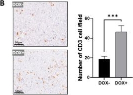 Fig.6.B showing Immunohistochemistry in a Mus musculus (House mouse) sample from the publication: CXCL14 Inhibits Colon Cancer Progression by Modulating Tumor Cell Invasion and Immune Microenvironment.