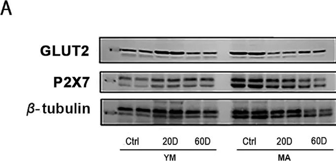 Fig.5.A showing Western Blotting in an Equus caballus (Horse) sample from the publication: Effects of High-Dextrose Intake on the Structural and Functional Properties of the Small Intestine in Young-Maturing and Middle-Aged Rats.