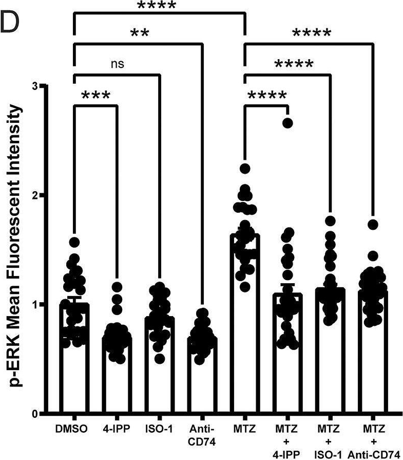 Fig.5.D from the publication: Apoptotic extracellular vesicles carrying Mif regulate macrophage recruitment and compensatory proliferation in neighboring epithelial stem cells during tissue maintenance.