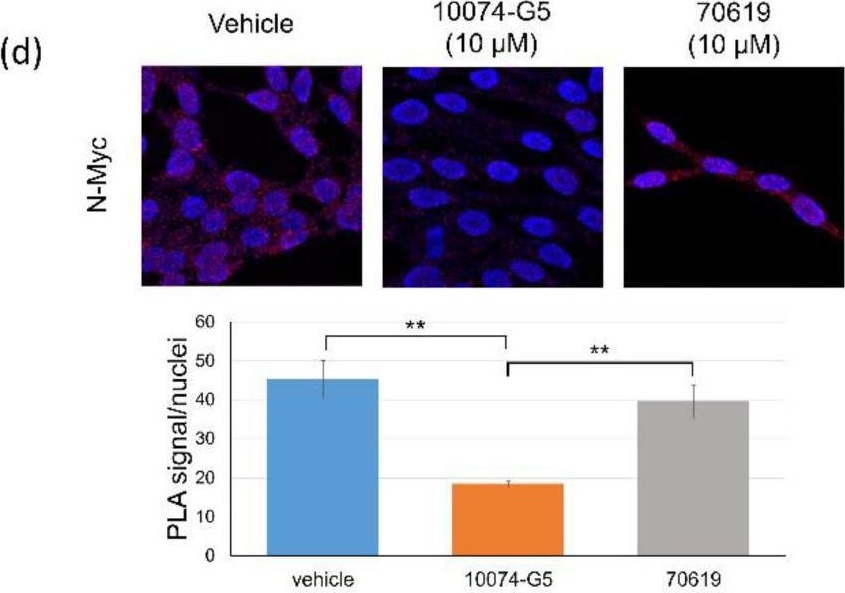 Fig.4.D showing Immunocytochemistry-immunofluorescence in a Homo sapiens (Human) sample from the publication: Development of VPC-70619, a Small-Molecule N-Myc Inhibitor as a Potential Therapy for Neuroendocrine Prostate Cancer.