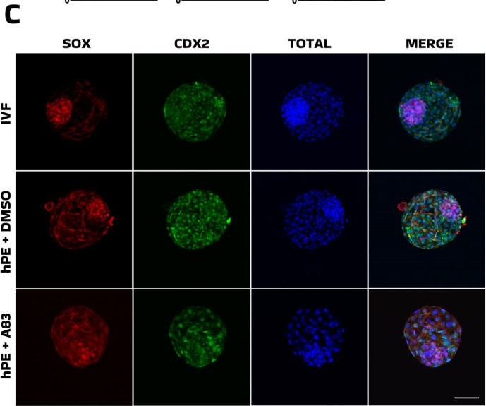 Fig.2.C showing Immunocytochemistry-immunofluorescence in a Bos taurus (Bovine) sample from the publication: Effect of Small Molecules on Blastocyst Development and Outgrowth Establishment of Bovine Haploid Parthenogenetic Embryos.