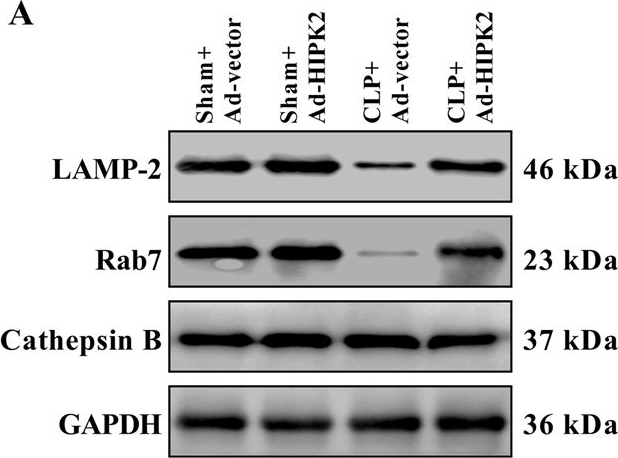 RAB7 antibodies - Antibody search engine - CiteAb