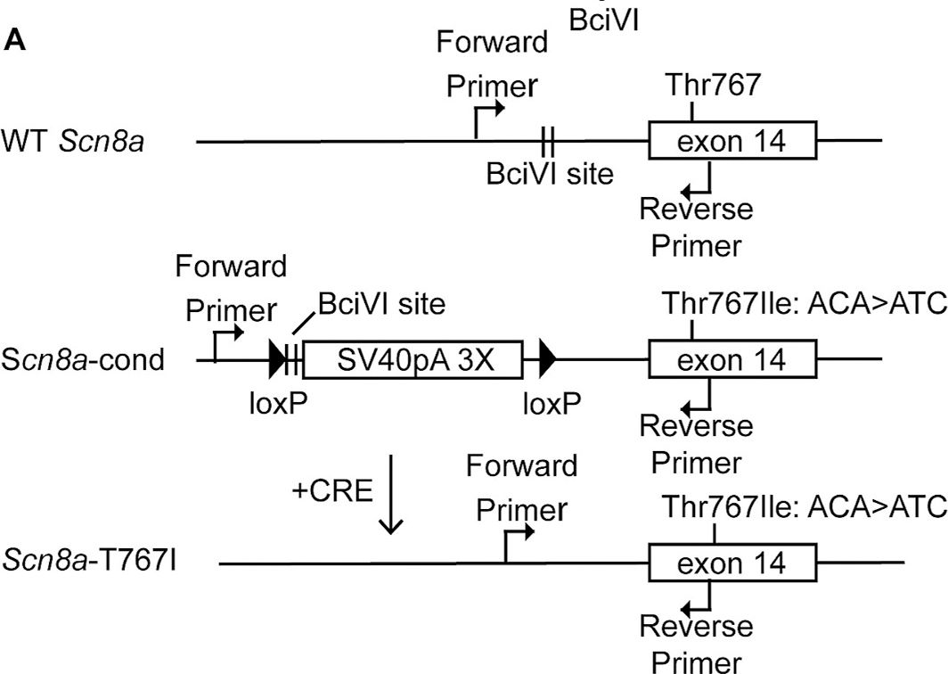 Fig.1.A from the publication: Distinct neuronal mechanisms for motor impairment and seizures in a novel mouse model of SCN8A epileptic encephalopathy.