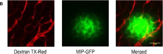 Fig.1.B from the publication: In Vivo ZIMIR Imaging of Mouse Pancreatic Islet Cells Shows Oscillatory Insulin Secretion.