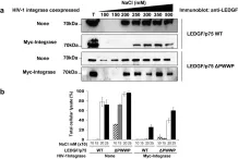 Fig.2.A showing Western Blotting from the publication: HIV-1 integrase modulates the interaction of the HIV-1 cellular cofactor LEDGF/p75 with chromatin.