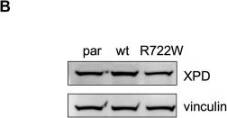 Fig.1.B showing Western Blotting from the publication: Anti-tumorigenic properties by trichothiodystrophy mutations in melanocytic cells.