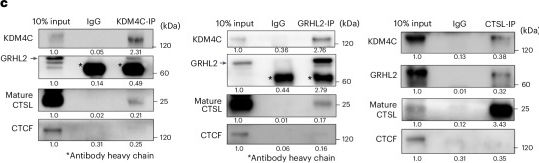 Fig.4.C showing Western Blotting from the publication: KDM4C inhibition blocks tumor growth in basal breast cancer by promoting cathepsin L-mediated histone H3 cleavage.