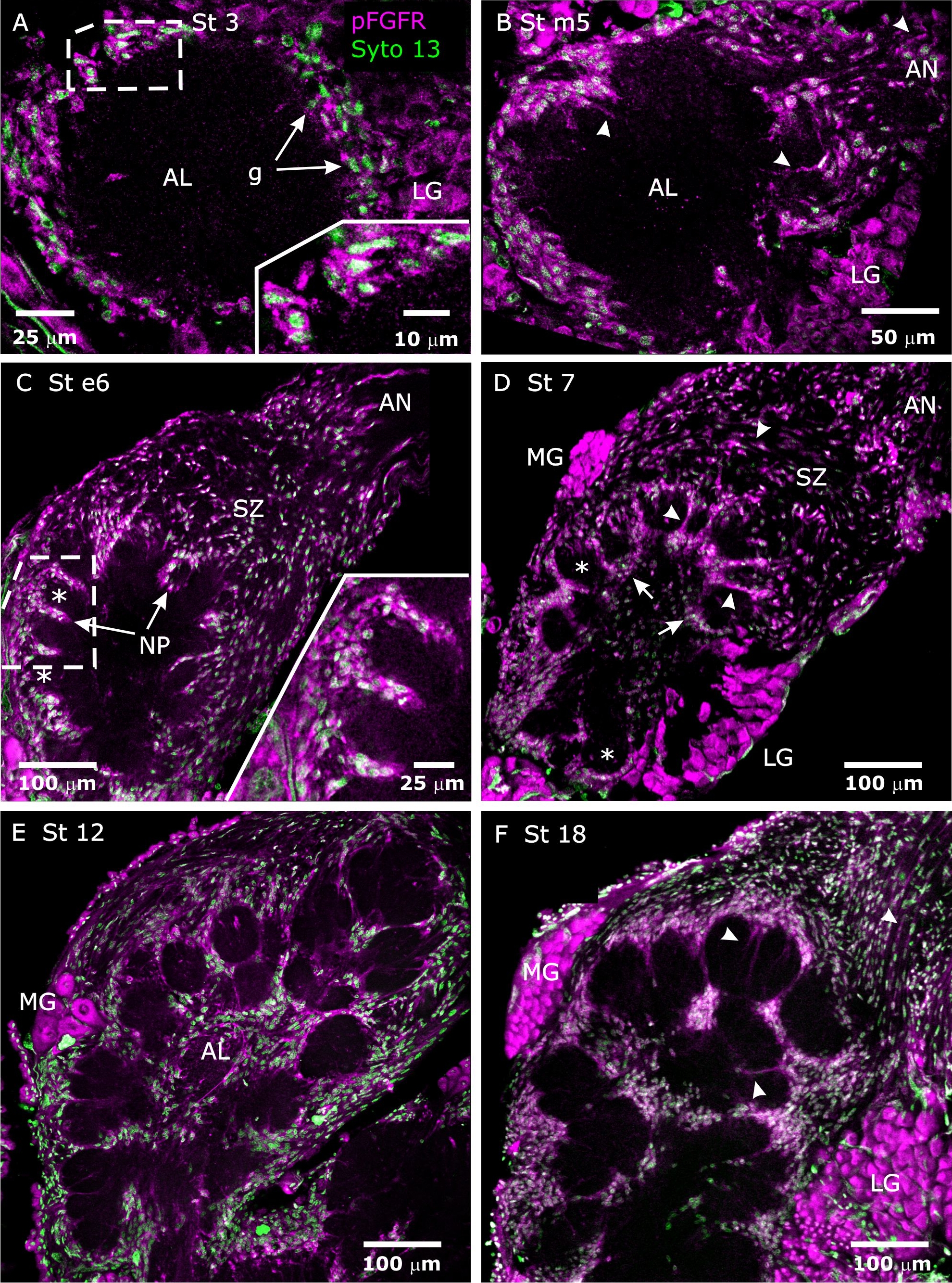 Fig.2.A showing Immunohistochemistry-immunofluorescence in a Manduca sexta (Tobacco hawkmoth) sample from the publication: Activation of glial FGFRs is essential in glial migration, proliferation, and survival and in glia-neuron signaling during olfactory system development.