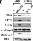 Fig.8.E showing Western Blotting from the publication: The N-terminal tail coordinates with carbohydrate recognition domain to mediate galectin-3 induced apoptosis in T cells.