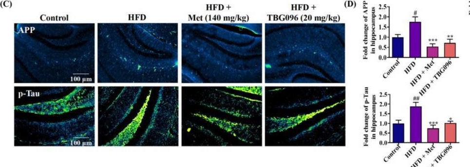 Fig.3.C showing Immunohistochemistry-immunofluorescence in a Mus musculus (House mouse) sample from the publication: TBG096 Ameliorates Memory Deficiency in AD Mouse Model via Promoting Neurogenesis and Regulation of Hsc70/HK2/PKM2/LAMP2A Signaling Pathway.