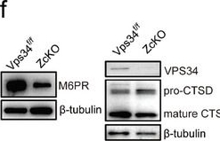 Fig.6.F showing Western Blotting from the publication: VPS34 Governs Oocyte Developmental Competence by Regulating Mito/Autophagy: A Novel Insight into the Significance of RAB7 Activity and Its Subcellular Location.