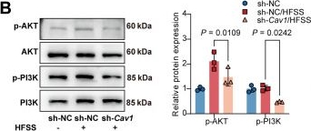 Fig.7.B showing Western Blotting in a Mus musculus (House mouse) sample from the publication: Trabecular-Like Scaffold Dictates Osteogenesis via Fluid Shear Stress-Induced Metabolic Reprogramming through the CAV1-HIF-1α Axis.