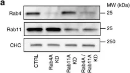 Fig.2.A showing Western Blotting from the publication: Spatiotemporal control of interferon-induced JAK/STAT signalling and gene transcription by the retromer complex.