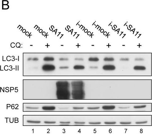 Rotavirus increases levels of lipidated LC3 supporting accumulation of infectious progeny virus without inducing autophagosome formation.