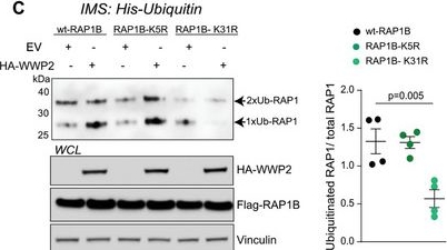 Fig.2.C showing Western Blotting in a Homo sapiens (Human) sample from the publication: Spatial Mechano-Signaling Regulation of GTPases through Non-Degradative Ubiquitination.