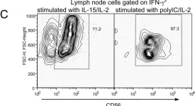 Fig.5.C showing Flow cytometry/Cell sorting from the publication: Development of functional human NK cells in an immunodeficient mouse model with the ability to provide protection against tumor challenge.