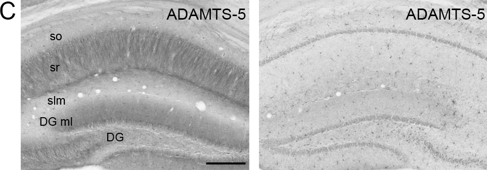 Fig.6.C showing Immunohistochemistry in a Mus musculus (House mouse) sample from the publication: Regulated proteolytic processing of Reelin through interplay of tissue plasminogen activator (tPA), ADAMTS-4, ADAMTS-5, and their modulators.