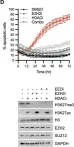 Fig.1.D showing Western Blotting from the publication: Combating castration-resistant prostate cancer by co-targeting the epigenetic regulators EZH2 and HDAC.