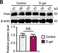 Fig.3.B showing Western Blotting from the publication: Comparative Cochlear Transcriptomics in Echolocating Bats and Mouse Reveals Hras as Protector Against Noise-Induced Hearing Loss.