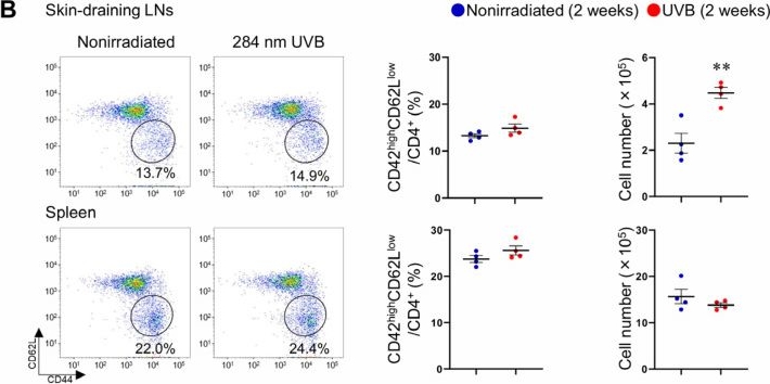 Fig.3.B showing Flow cytometry/Cell sorting in a Mus musculus (House mouse) sample from the publication: 284 nm UVB Phototherapy Regulates Immunoinflammatory Responses and Improves Atherosclerotic Plaque Stability in Mice.