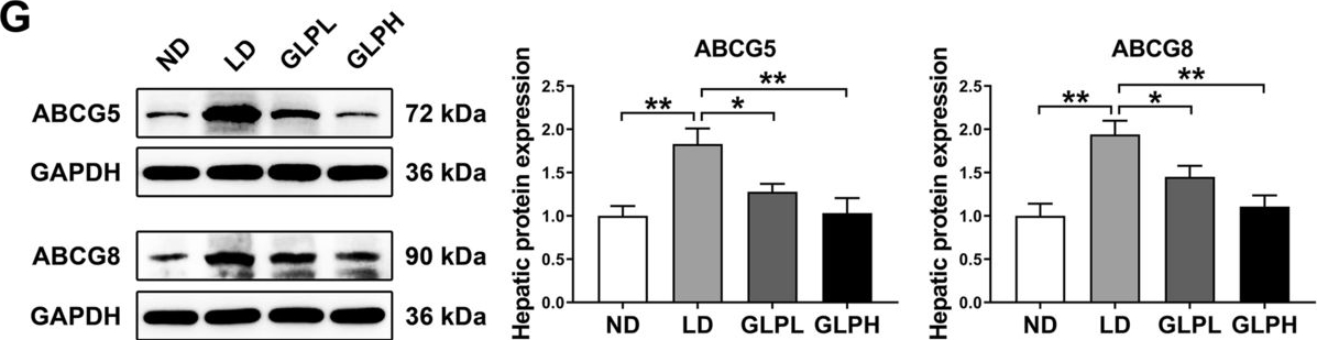 Fig.3.G showing Western Blotting in a Mus musculus (House mouse) sample from the publication: Ganoderma lucidum polysaccharide ameliorates cholesterol gallstone formation by modulating cholesterol and bile acid metabolism in an FXR-dependent manner.