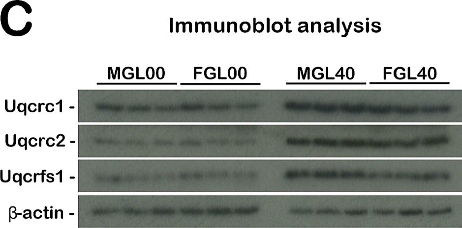 Fig.6.C showing Western Blotting in a Mus musculus (House mouse) sample from the publication: Combined transcriptomics and proteomics unveil the impact of vitamin C in modulating specific protein abundance in the mouse liver.