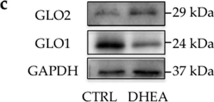Fig.5.C showing Western Blotting from the publication: Methylglyoxal-Dependent Glycative Stress and Deregulation of SIRT1 Functional Network in the Ovary of PCOS Mice.