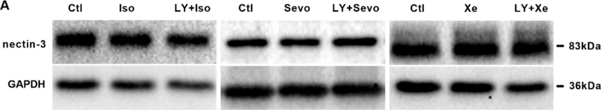Fig.4.A showing Western Blotting from the publication: Beta-Site Amyloid Precursor Protein-Cleaving Enzyme Inhibition Partly Restores Sevoflurane-Induced Deficits on Synaptic Plasticity and Spine Loss.