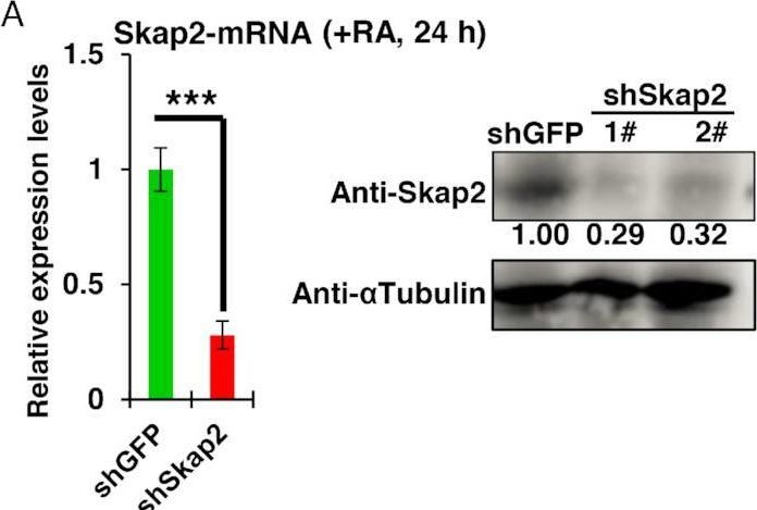 Fig.3.A showing Western Blotting from the publication: A distal enhancer maintaining Hoxa1 expression orchestrates retinoic acid-induced early ESCs differentiation.