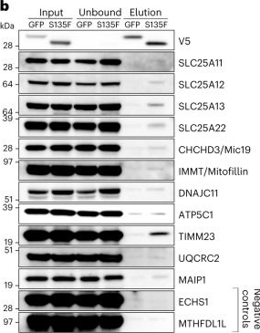 Fig.5.B showing Western Blotting from the publication: Small heat shock proteins operate as molecular chaperones in the mitochondrial intermembrane space.