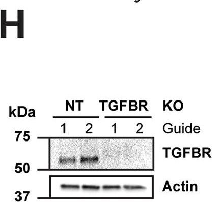 Fig.7.H showing Western Blotting in a Homo sapiens (Human) sample from the publication: SARS-CoV-2 Spike triggers barrier dysfunction and vascular leak via integrins and TGF-β signaling.