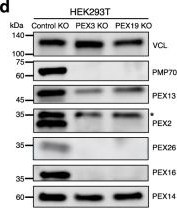 Fig.1.D showing Western Blotting from the publication: A mitochondria-driven quality control mechanism for peroxisomal membrane proteins.