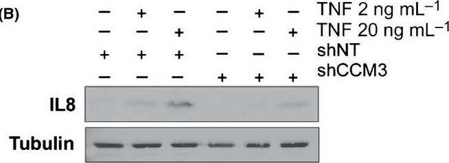 Fig.4.B showing Western Blotting in a Homo sapiens (Human) sample from the publication: The cerebral cavernous malformation 3 gene is necessary for senescence induction.