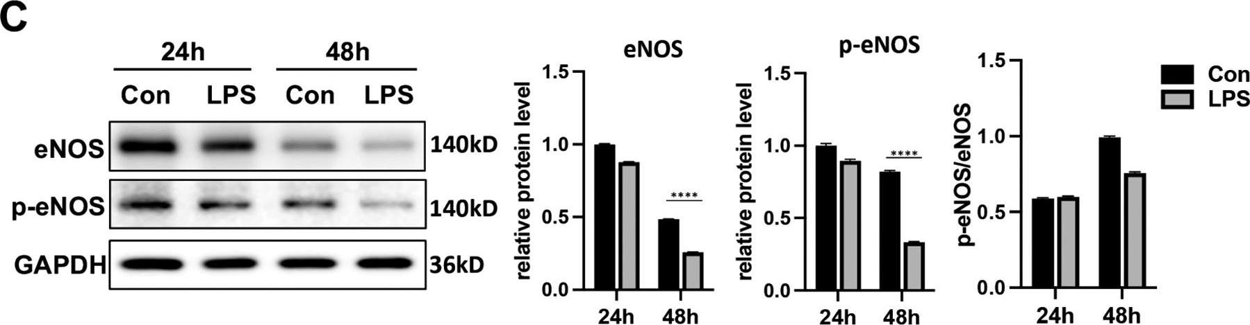 Fig.4.C showing Western Blotting from the publication: Intestinal decontamination with rifaximin attenuates LSEC dysfunction and liver fibrosis in mice.