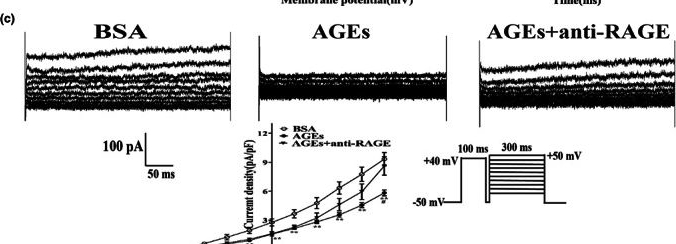Fig.4.C from the publication: Advanced glycation end products induce senescence of atrial myocytes and increase susceptibility of atrial fibrillation in diabetic mice.