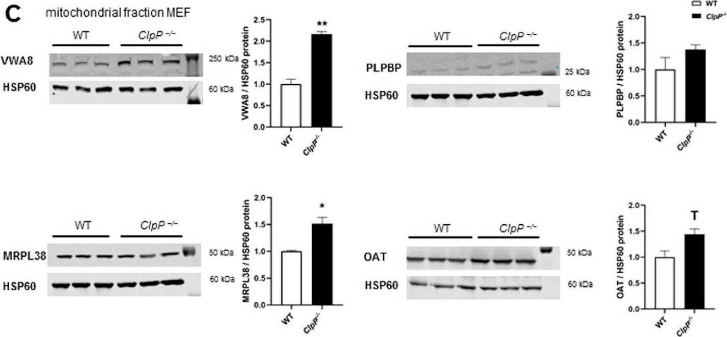 Fig.5.C showing Western Blotting in a Mus musculus (House mouse) sample from the publication: Translation Fidelity and Respiration Deficits in CLPP-Deficient Tissues: Mechanistic Insights from Mitochondrial Complexome Profiling.