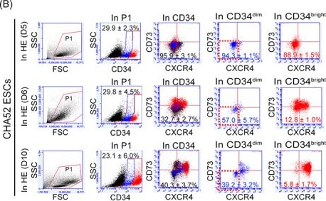 Fig.3.B showing Flow cytometry/Cell sorting from the publication: CD34dim cells identified as pluripotent stem cell-derived definitive hemogenic endothelium purified using bone morphogenetic protein 4.