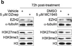 Fig.5.B showing Western Blotting from the publication: Pharmacological inhibition of EZH2 as a promising differentiation therapy in embryonal RMS.
