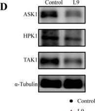 Fig.6.D showing Western Blotting from the publication: Lactobacillus paracasei L9 Ameliorates Pulmonary Fibrosis in Aged Mice via Gut-Lung Axis-Mediated Regulation of Immune Cell Migration.