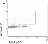 Fig.1.D showing Flow cytometry/Cell sorting from the publication: Characterization of microparticles after hepatic ischemia-reperfusion injury.