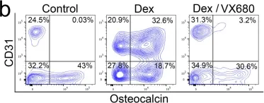 Fig.5.B showing Flow cytometry/Cell sorting in a Mus musculus (House mouse) sample from the publication: Aurora Kinase A Regulates Cell Transitions in Glucocorticoid-Induced Bone Loss.