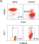 Fig.2.A showing Flow cytometry/Cell sorting from the publication: Long-term antigen exposure irreversibly modifies metabolic requirements for T cell function.
