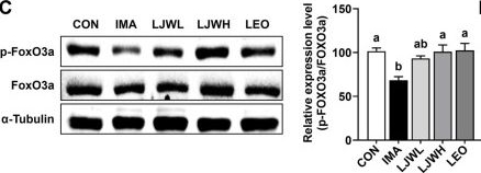 Fig.4.C showing Western Blotting from the publication: Leonurine-Standardized Leonurus japonicus Extract Promotes Recovery from Immobilization-Induced Muscle Atrophy via PI3K/Akt/mTOR Signaling in Mice.