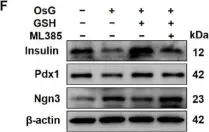 abcam glutathione reductase underlies the stability of mutant p53 by antagonizing protein glutathionylation Cited in 3 publications Glutathione System from Cyanobacteria to