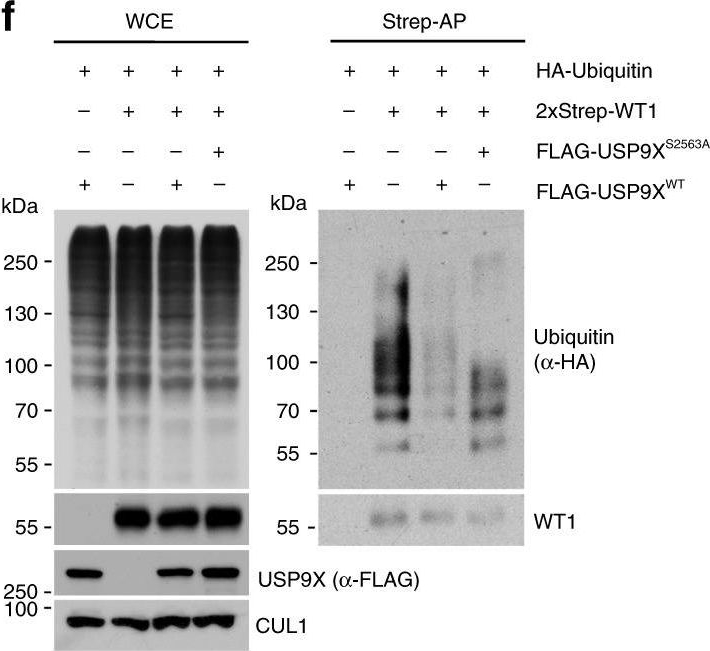 Fig.2.F showing Western Blotting in a Homo sapiens (Human) sample from the publication: Antagonistic activities of CDC14B and CDK1 on USP9X regulate WT1-dependent mitotic transcription and survival.